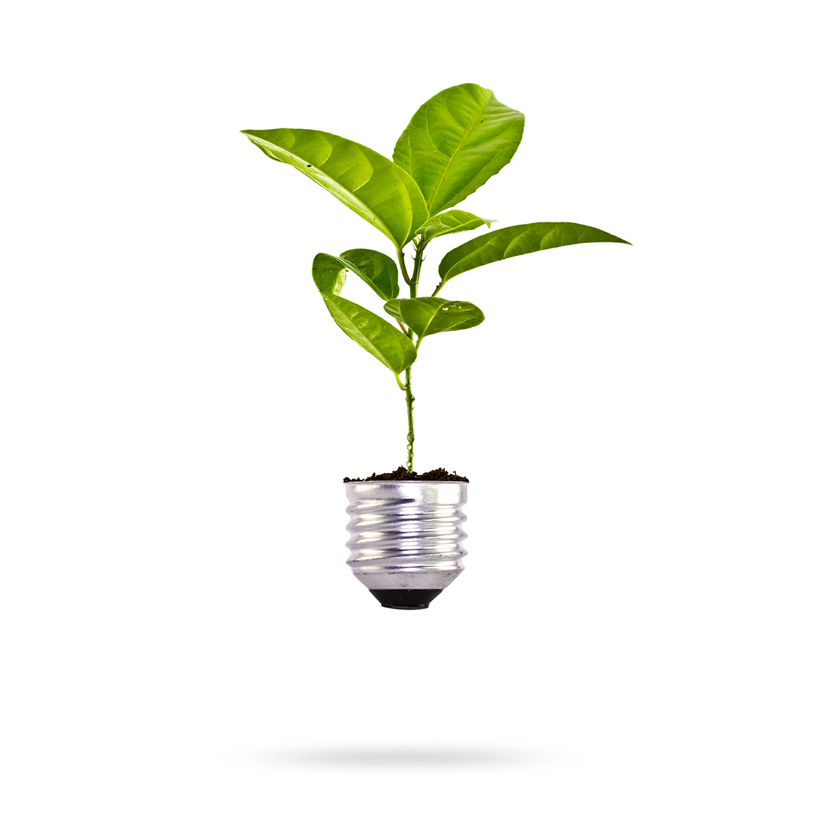 Eco concept: green tree growing out of a bulb.